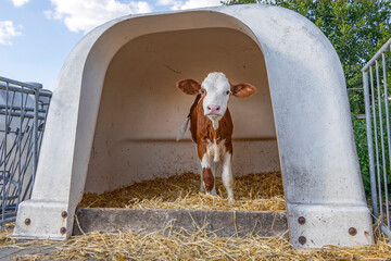 Timid lovely calf in a white plastic calf hutch, on straw at a farmyard © Clara