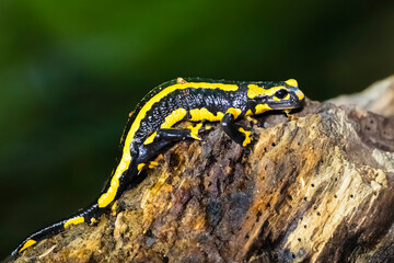 Feuersalamander 