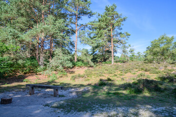 Woodland and forest in Hampshire England