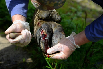 Klauenpflege.Ausschneiden eines Abzesses an der Klaue einer Kuh