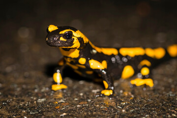 Feuersalamander 