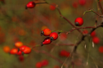 Rosehip plant protecting from influenza