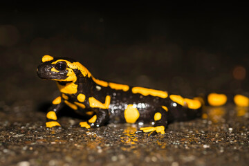 Feuersalamander 