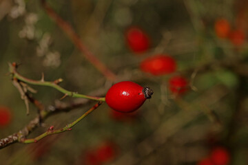 Rosehip plant protecting from influenza