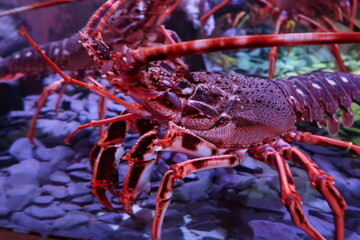 Red Lobster