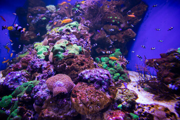 Naklejka na ściany i meble Fish in the aquarium. Oceanarium. Ocean fish in the aquarium. Nature conservation concept.