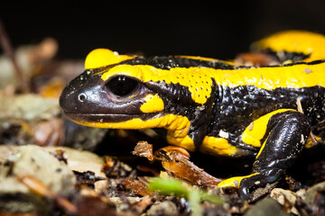 Feuersalamander 
