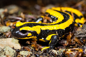 Feuersalamander 