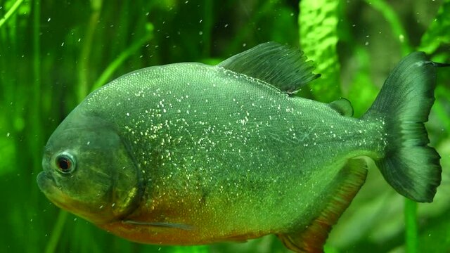 piranha fish in the aquarium