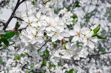 Branches of blossoming apricot macro