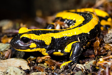 Feuersalamander 