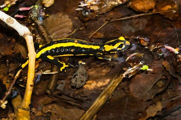 Feuersalamander 