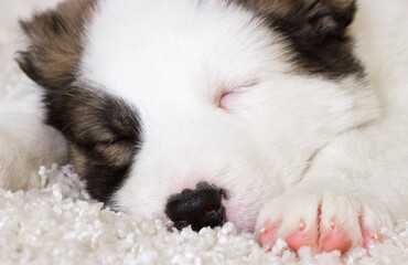 Fototapeta premium little puppy asleep on furry blanket