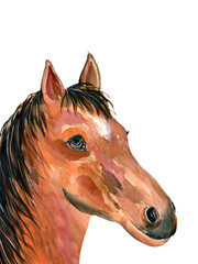 Watercolor horse portrait isolated on a white background Hand painting head of a brown horse. Animals illustration. © Iryna