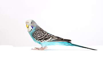 wavy parrot on white background