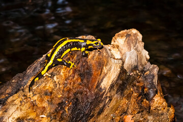 Feuersalamander 