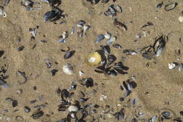 Restos de conchas y mariscos en la orilla de la playa