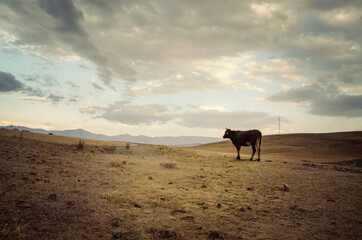 cow, clouds and harvested meadow