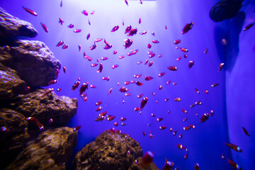 Fototapeta na wymiar Fish in the aquarium. Oceanarium. Ocean fish in the aquarium. Nature conservation concept.
