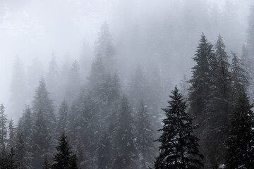 Fototapeta na wymiar Forest of Fir Trees in Winter Landscape with Snow and Fog