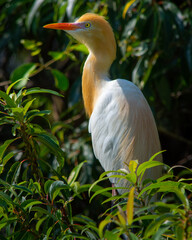 egret resting on a tree