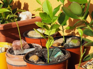 Houseplants in pots with stones on a sunny balcony on an autumn afternoon