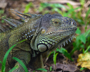 green iguana on a tree