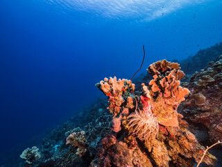 Seascape in turquoise water of coral reef in Caribbean Sea / Curacao with Sea Anemone, fish, coral and sponge