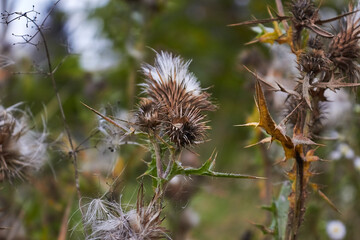 Thorns and down of dry thistle on a background of grass
