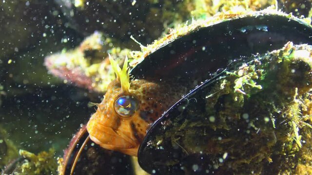 Tentacled blenny (Parablennius tentacularis). Fish of the Black Sea