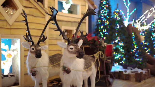 Beautiful white polar reindeer with majestic horns pulling decorated sleigh, amazing glowing christmas decoration in performance hall. Arctic animals showing the spirits of real winter holidays