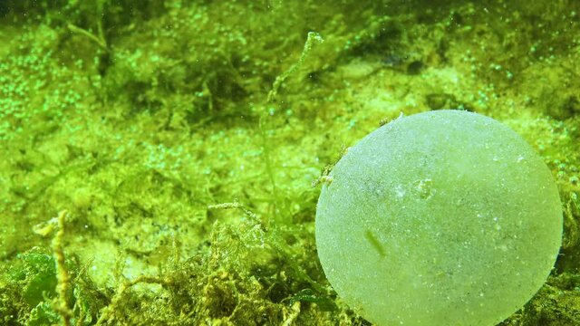 A slimy ball with eggs of the polychaete sea worm