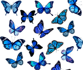 set of butterflies, blue butterfly, 