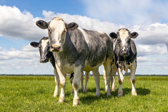 Muscular beef cows, Belgian Blue, walking in a field looking at the camera, happy and joyful and a blue cloudy sky,