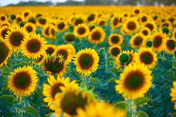 bright sunflower field, a beautiful landscape on a summer day