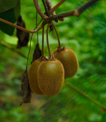 some fresh kiwis on the garden