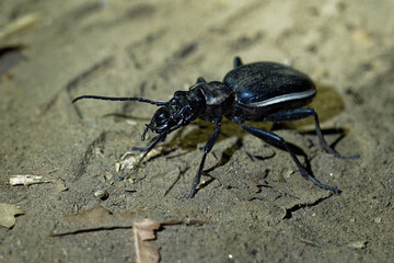  Ground Tiger Beetle - Anthia Termophilum aemiliana is species of black ground beetle in the subfamily Anthiinae from Zimbabwe, Africa