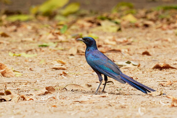 Meves Starling - Lamprotornis mevesii species of metallic colored bird in family Sturnidae, found in Angola, Botswana, Malawi, Mozambique, Namibia, South Africa, Zambia,  Zimbabwe