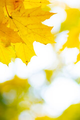 Autumn background with maple leaves. Yellow maple leaves on a blurred background. Copy space