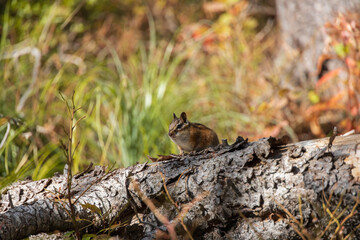 Chipmunk sitting on tree log