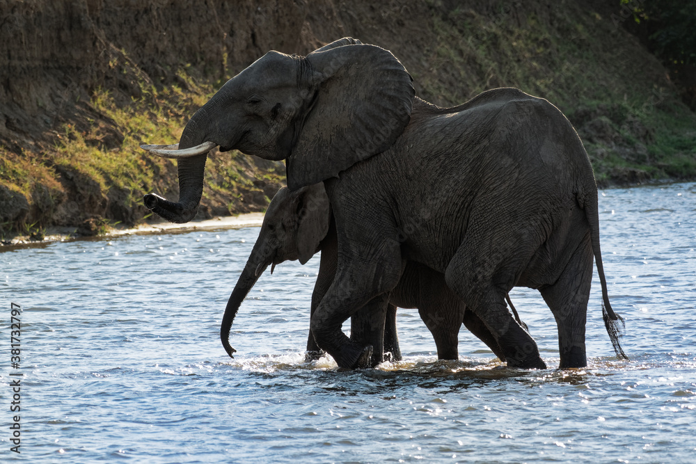 Wall mural African Bush Elephant - Loxodonta africana pair two elephants bathing in the river Zambezi, Mana Pools in Zimbabwe near Zambia mountains