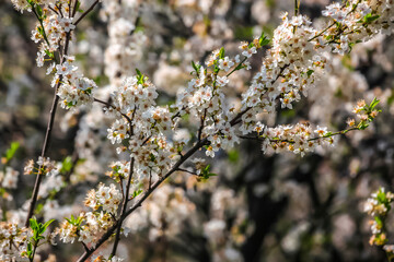 A branch blossomed in the spring