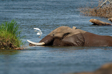 African Bush Elephant - Loxodonta africana elephant bathing and swimming in the river Zambezi, Mana...