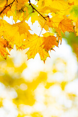 Plakat Autumn background with maple leaves. Yellow maple leaves on a blurred background. Copy space