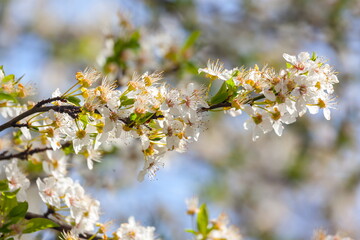 A branch blossomed in the spring