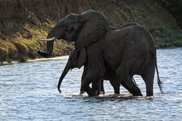 African Bush Elephant - Loxodonta africana pair two elephants bathing in the river Zambezi, Mana...