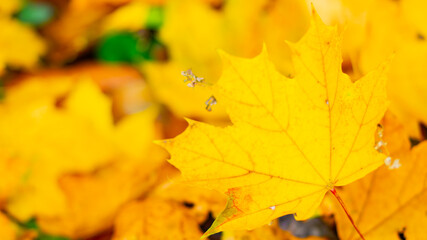 Autumn background with maple leaves. Yellow maple leaves on a blurred background. Copy space