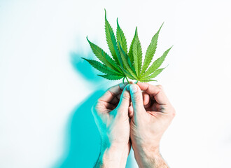 Green hemp or cannabis leaves in male hands in neon studio light, top view