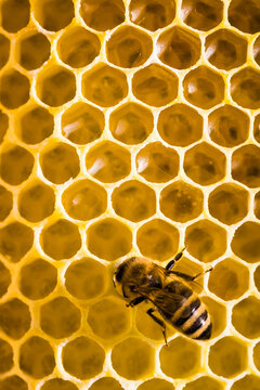 Honigbienen im Bienenstock - Beute