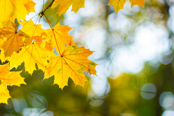 Autumn background with maple leaves. Yellow maple leaves on a blurred background. Copy space